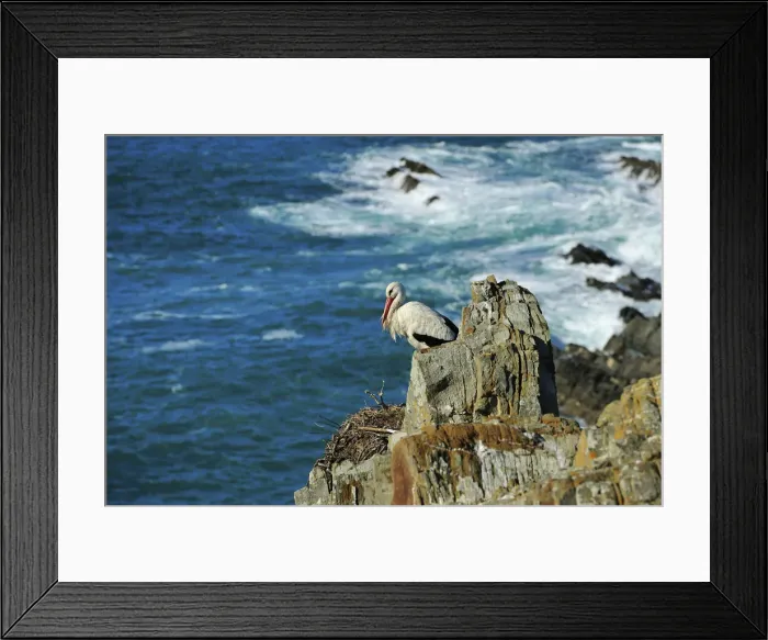 Framed Print : Stork in the spring. Sudoeste Alentejano and Costa Vicentina Nature Park, in the south Framed Print : Stork in the spring. Sudoeste Alentejano and Costa Vicentina Nature Park, in the south