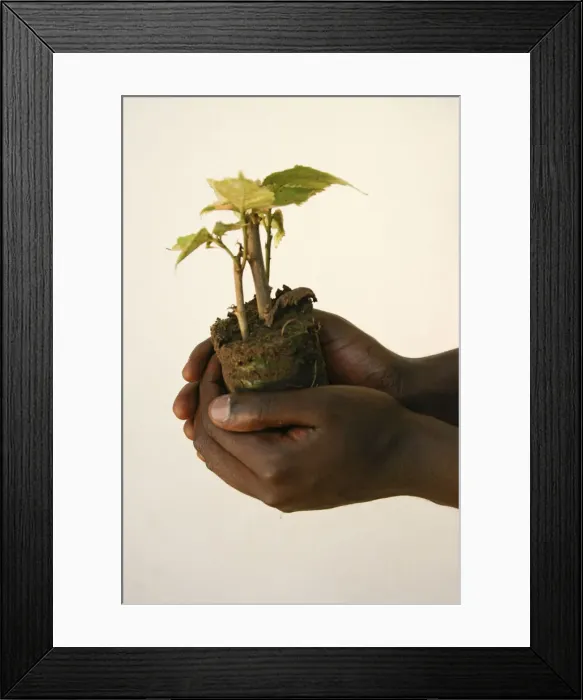 Framed Print : A horticulturalist holds a young tree at a nursery Framed Print : A horticulturalist holds a young tree at a nursery