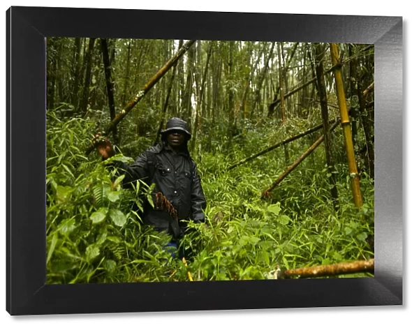 Virunga, Rwanda. A guide leads tourists through the ancient forests