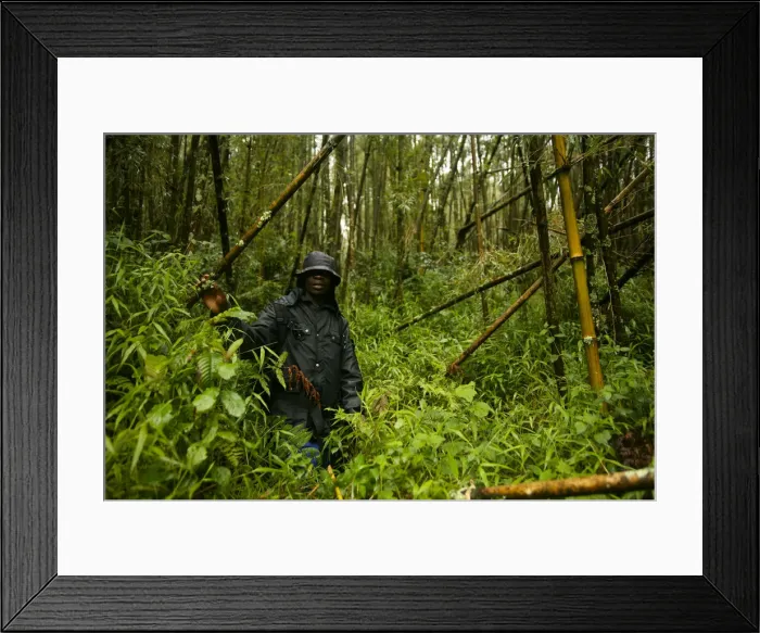 Framed Print : Virunga, Rwanda. A guide leads tourists through the ancient forests