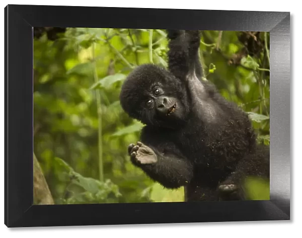 Virunga, Rwanda. A playful baby gorilla swings in the forest
