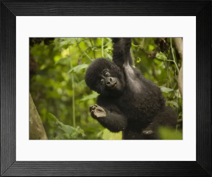 Framed Print : Virunga, Rwanda. A playful baby gorilla swings in the forest Framed Print : Virunga, Rwanda. A playful baby gorilla swings in the forest