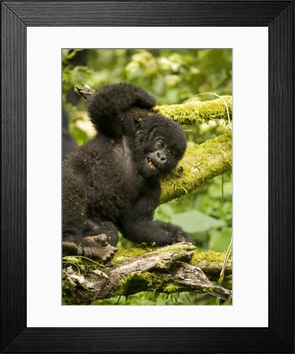 Framed Print : Virunga, Rwanda. A playful baby gorilla wrestles with its siblings