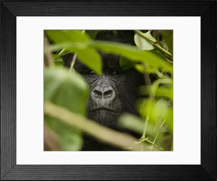 Framed Print : Virunga, Rwanda. A silverback gorilla peers through the undergrowth Framed Print : Virunga, Rwanda. A silverback gorilla peers through the undergrowth
