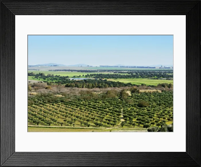 Framed Print : The vast plains of Alentejo and Spain with farms, olive trees and cork trees. Portugal