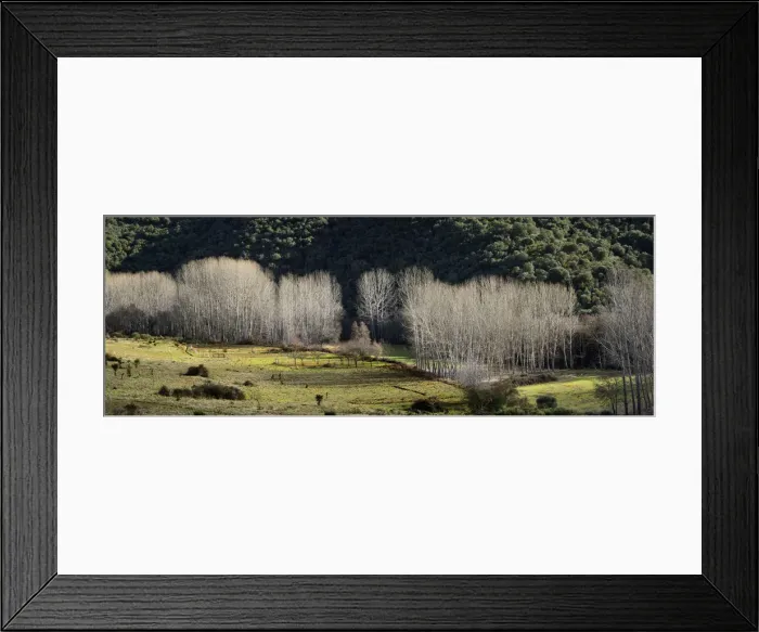 Framed Print : Poplars in Winter. Montesinho Natural Park, Tras-os-Montes. Portugal Framed Print : Poplars in Winter. Montesinho Natural Park, Tras-os-Montes. Portugal