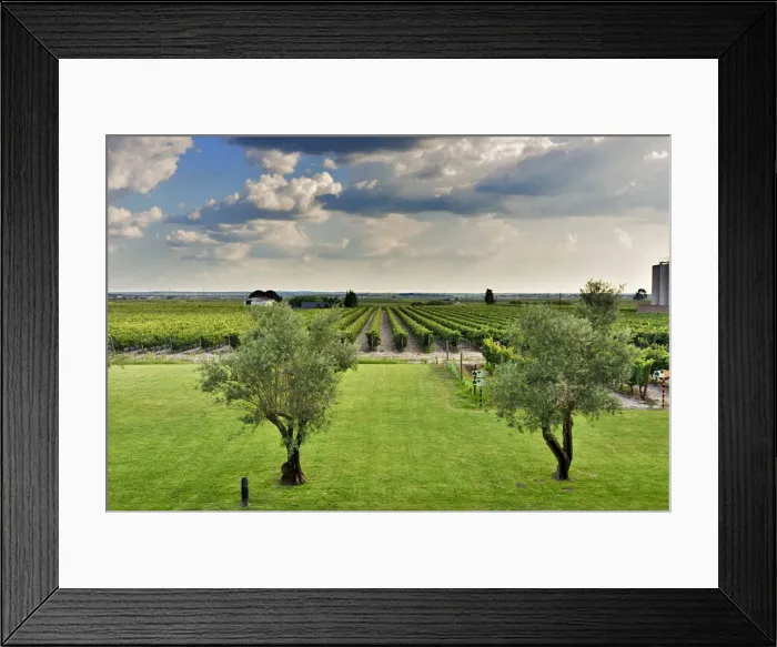 Framed Print : Vineyards. Ermelinda Freitas winery, Fernando Po. Palmela, Portugal Framed Print : Vineyards. Ermelinda Freitas winery, Fernando Po. Palmela, Portugal