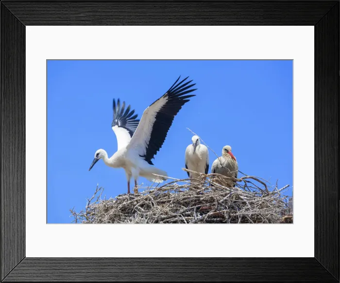 Framed Print : White storks (Ciconia ciconia), nesting on the top of Faro Cathedral, Faro, Algarve Framed Print : White storks (Ciconia ciconia), nesting on the top of Faro Cathedral, Faro, Algarve