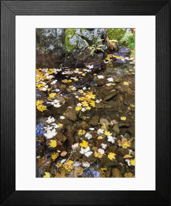 Framed Print : Autumn leaves in a small pool of the Leandres river, Poco do Inferno Framed Print : Autumn leaves in a small pool of the Leandres river, Poco do Inferno
