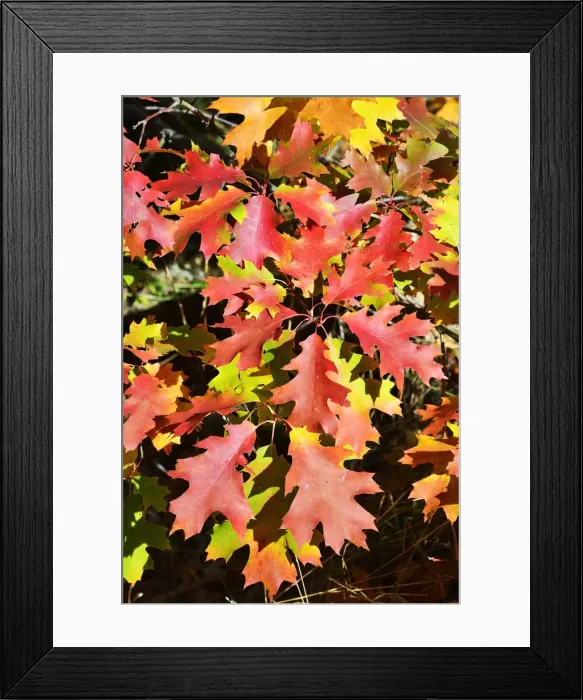 Framed Print : Oak leaves in Autumn. Serra da Estrela Nature Park, Portugal Framed Print : Oak leaves in Autumn. Serra da Estrela Nature Park, Portugal