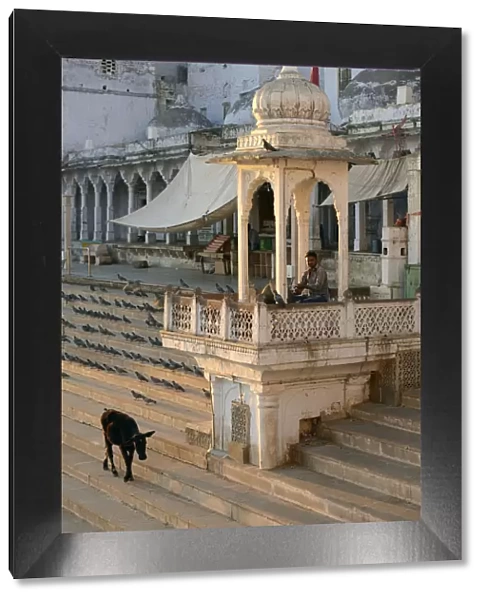 Cow walking on steps along Holy Bath, Pushkar, Rajasthan, India