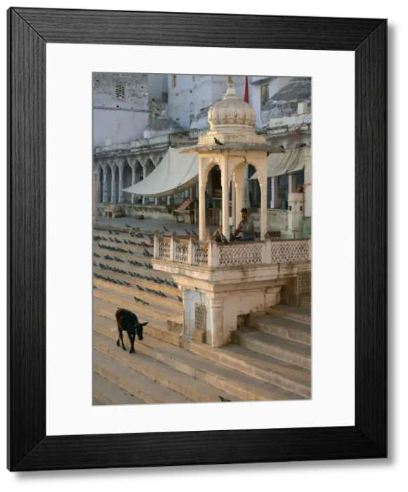 Framed Print : Cow walking on steps along Holy Bath, Pushkar, Rajasthan, India Framed Print : Cow walking on steps along Holy Bath, Pushkar, Rajasthan, India
