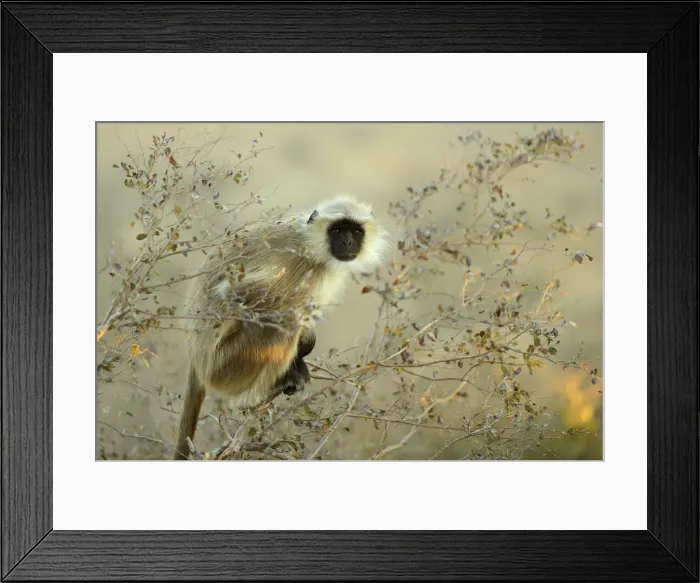 Framed Print : Monkey at the Savitri Temple hill, City of Puskar, Rajasthan, India, Asia Framed Print : Monkey at the Savitri Temple hill, City of Puskar, Rajasthan, India, Asia