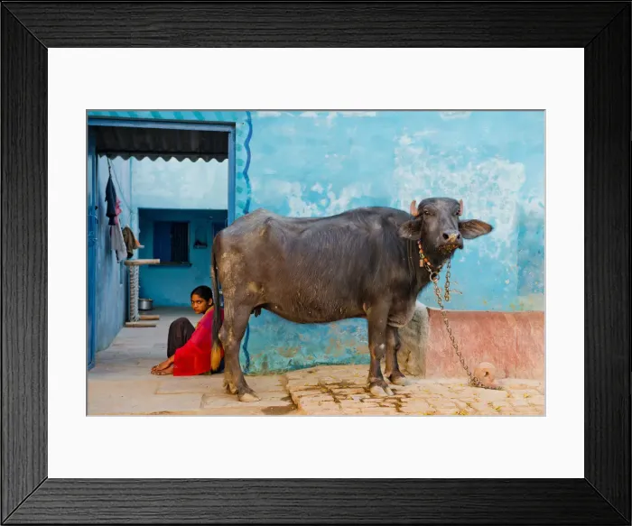 Framed Print : Young Indian Girl & Sacred Cow, near Agra, India Framed Print : Young Indian Girl & Sacred Cow, near Agra, India