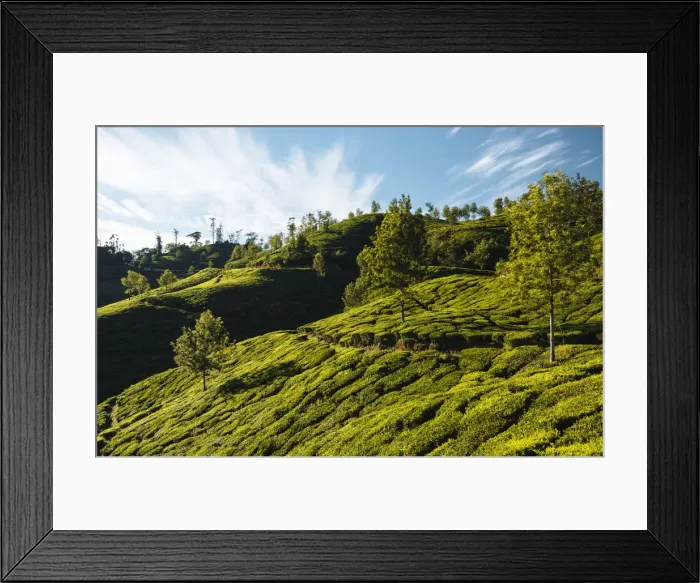 Framed Print : Tea plantations near Top Station, Kerala, India Framed Print : Tea plantations near Top Station, Kerala, India
