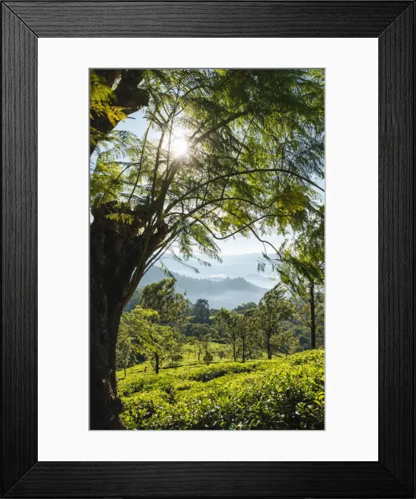 Framed Print : Tea Plantations near Munnar, Kerala, India