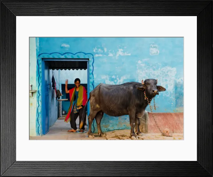 Framed Print : Young Indian Girl & Sacred Cow, near Agra, India Framed Print : Young Indian Girl & Sacred Cow, near Agra, India