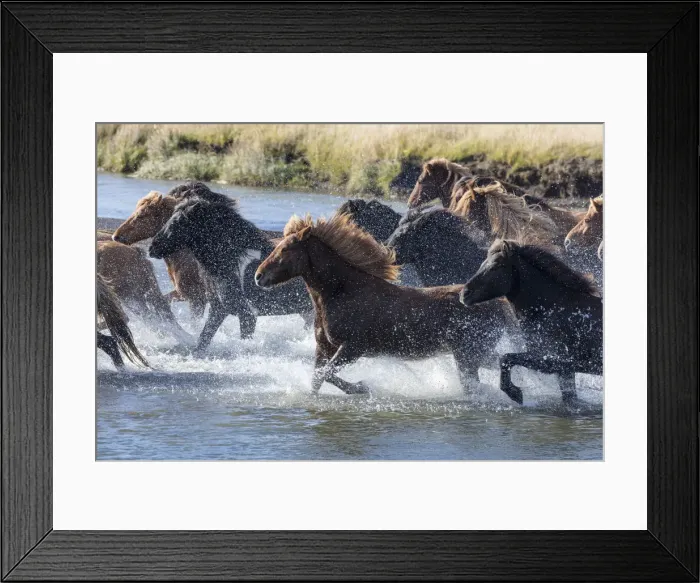 Framed Print : Icelandic horses running across a glacial river, South Iceland Framed Print : Icelandic horses running across a glacial river, South Iceland
