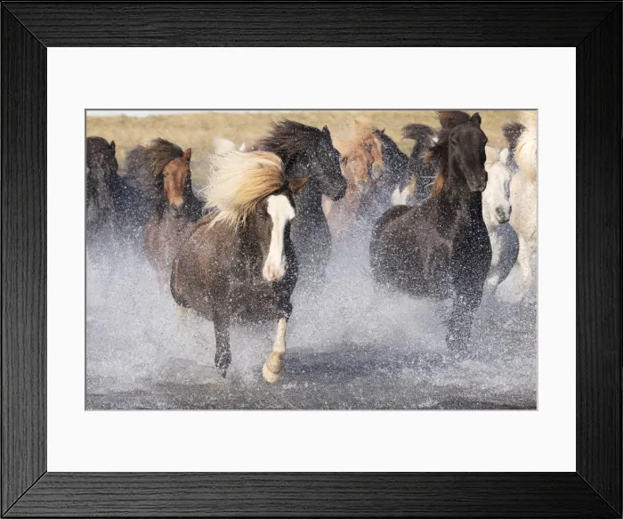 Framed Print : Icelandic horses running across a glacial river, South Iceland Framed Print : Icelandic horses running across a glacial river, South Iceland