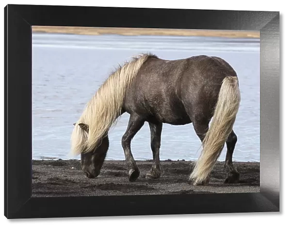 Icelandic horse on a black sand beach, South Iceland