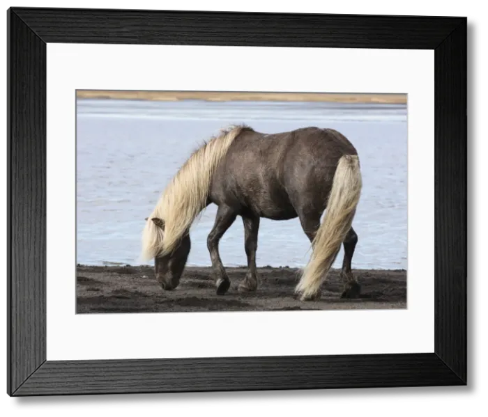 Framed Print : Icelandic horse on a black sand beach, South Iceland Framed Print : Icelandic horse on a black sand beach, South Iceland
