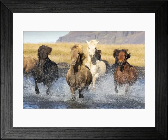 Framed Print : Icelandic horses running across a glacial river, South Iceland Framed Print : Icelandic horses running across a glacial river, South Iceland