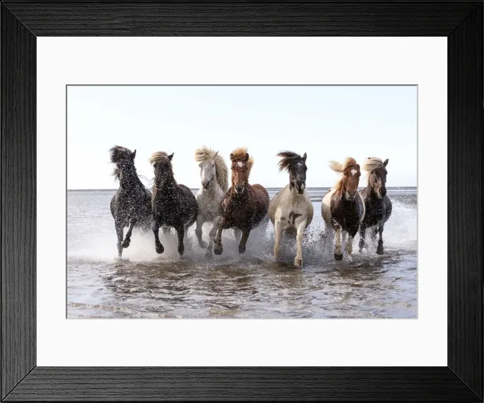 Framed Print : Icelandic horses running across a lake, South Iceland