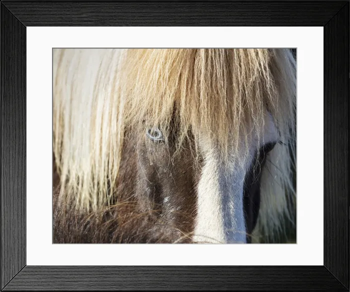 Framed Print : Icelandic horse with a blue eye and hairy mane, South Iceland Framed Print : Icelandic horse with a blue eye and hairy mane, South Iceland