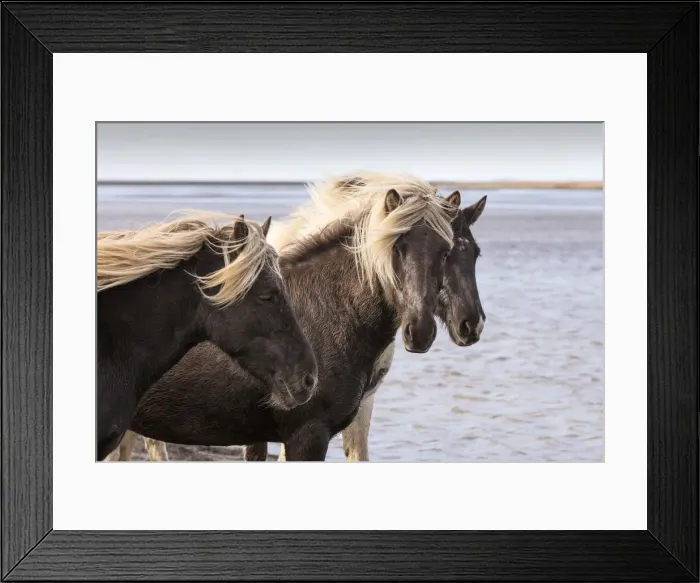 Framed Print : Icelandic horses standing newt to a lake, South Iceland