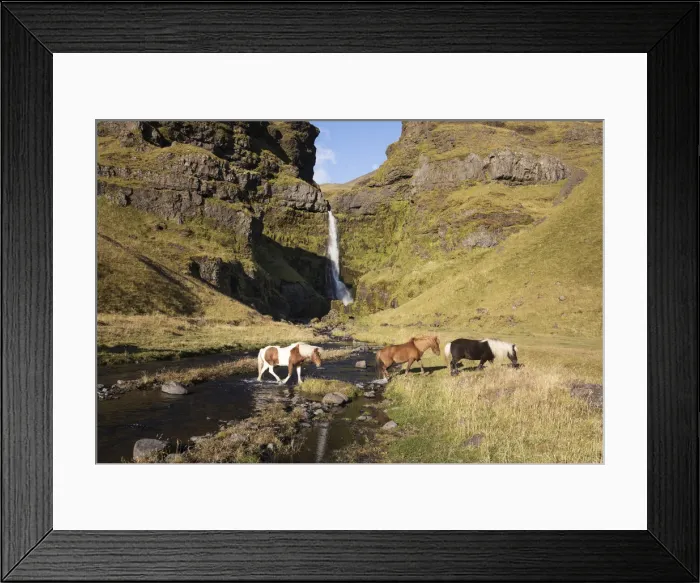 Framed Print : Icelandic horses walking across a river in front of a waterfall, South Iceland Framed Print : Icelandic horses walking across a river in front of a waterfall, South Iceland