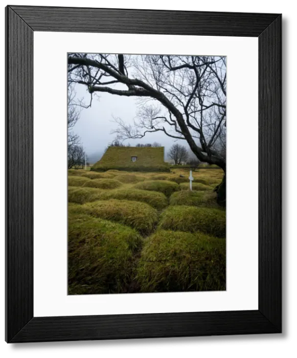 Framed Print : Moss covered cemetery by bare tree at historic Hofskirkja church in Hof village, South Framed Print : Moss covered cemetery by bare tree at historic Hofskirkja church in Hof village, South