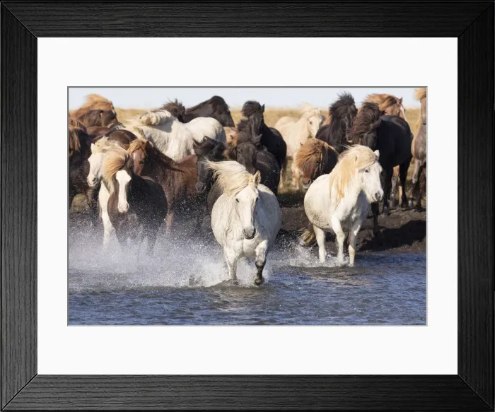 Framed Print : Icelandic horses running across a glacial river, South Iceland Framed Print : Icelandic horses running across a glacial river, South Iceland