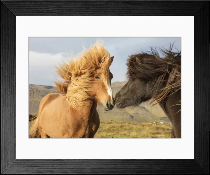 Framed Print : Icelandic horses with their manes blowing in the wind, South Iceland Framed Print : Icelandic horses with their manes blowing in the wind, South Iceland