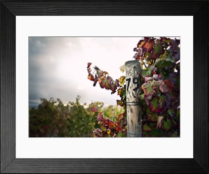 Framed Print : Italy, Umbria, Perugia district. Autumnal Vineyards near Montefalco Framed Print : Italy, Umbria, Perugia district. Autumnal Vineyards near Montefalco