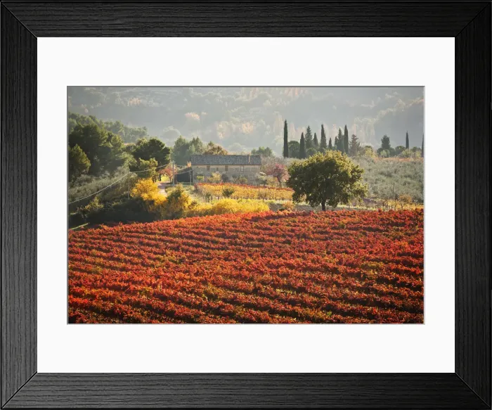 Framed Print : Italy, Umbria, Perugia district. Autumnal Vineyards near Montefalco Framed Print : Italy, Umbria, Perugia district. Autumnal Vineyards near Montefalco
