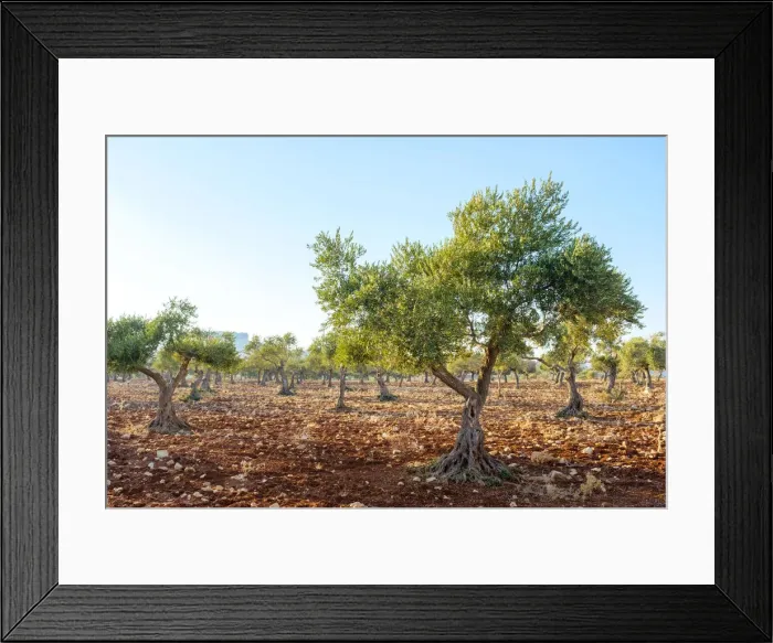 Framed Print : Palestine, West Bank, Ramallah and al-Bireh, Taybeh village Framed Print : Palestine, West Bank, Ramallah and al-Bireh, Taybeh village