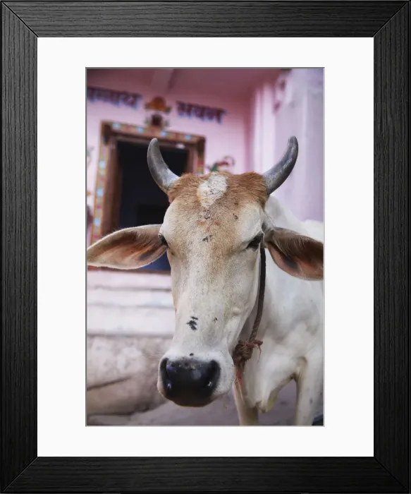 Framed Print : Cow outside house, Bundi, Rajasthan, India Framed Print : Cow outside house, Bundi, Rajasthan, India
