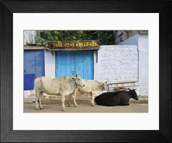 Framed Print : Sacred cows, Varanasi, India Framed Print : Sacred cows, Varanasi, India