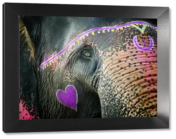 Elephants eye. Sonepur Mela, India