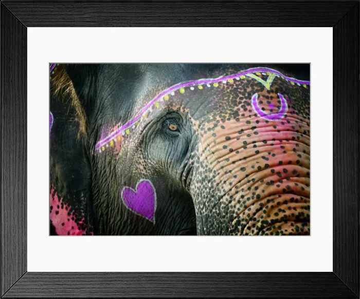 Framed Print : Elephants eye. Sonepur Mela, India Framed Print : Elephants eye. Sonepur Mela, India