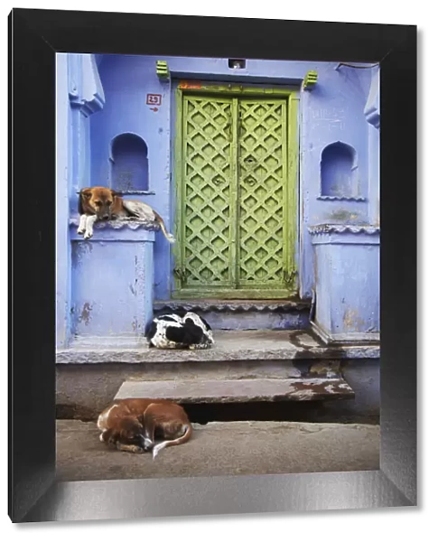 Dogs lying outside doorway, Bundi, Rajasthan, India