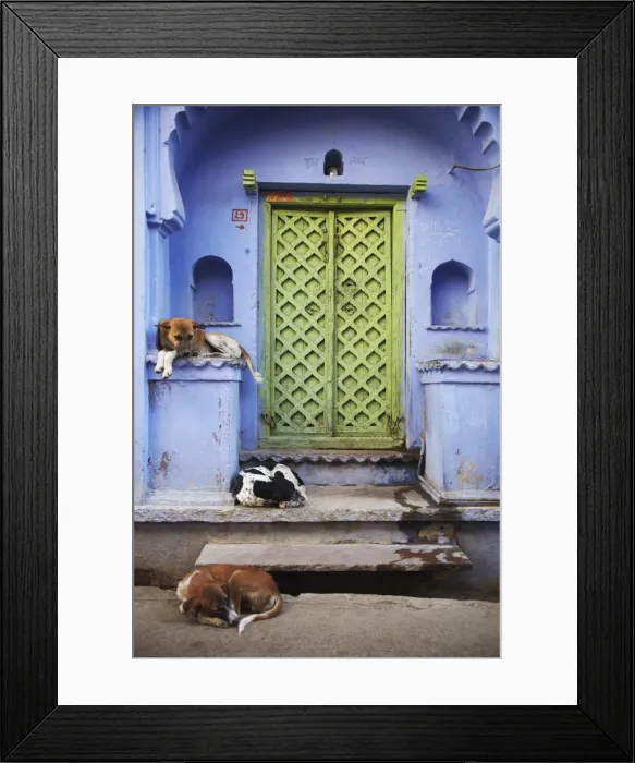Framed Print : Dogs lying outside doorway, Bundi, Rajasthan, India Framed Print : Dogs lying outside doorway, Bundi, Rajasthan, India