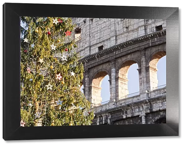 Christmas Tree by the Colosseum, Rome, Lazio, Italy, Europe