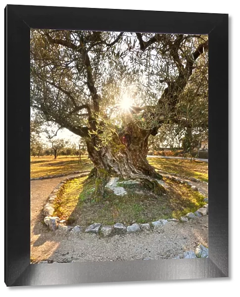 Italy, Umbria, Perugia district, Giano dell Umbria. Ancient Olive Tree