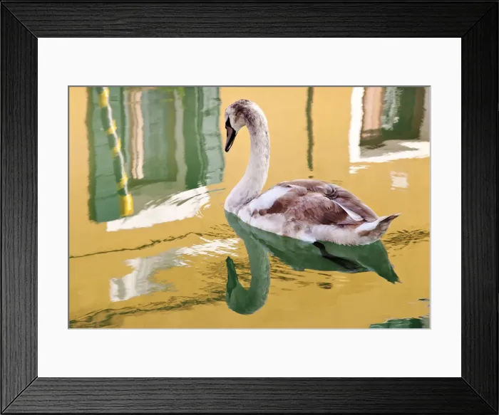 Framed Print : Swan, Burano, Veneto region, Italy Framed Print : Swan, Burano, Veneto region, Italy