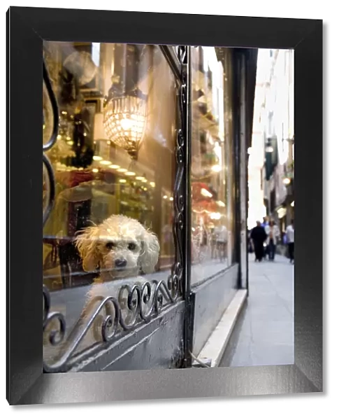 Dog in a shop window, Venice, Veneto, Italy