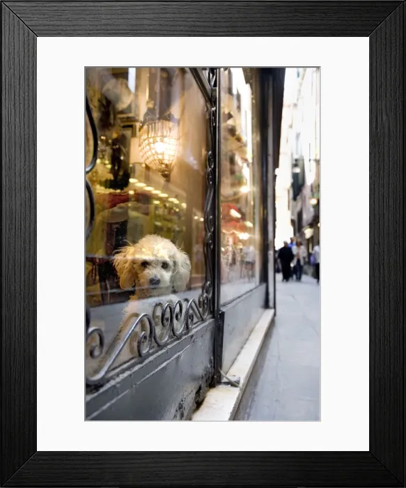 Framed Print : Dog in a shop window, Venice, Veneto, Italy Framed Print : Dog in a shop window, Venice, Veneto, Italy