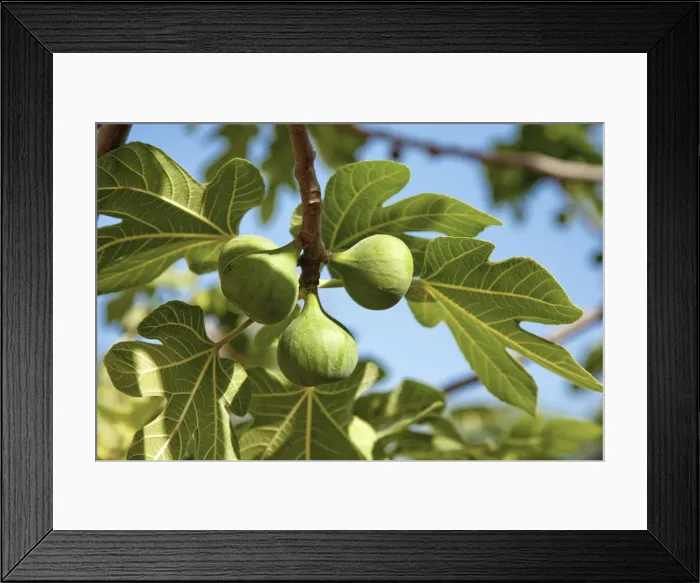 Framed Print : Fig tree, Sicily, Italy Framed Print : Fig tree, Sicily, Italy