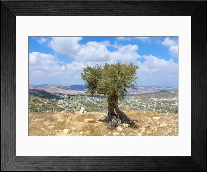 Framed Print : Palestine, West Bank, Nablus District, Olive tree at Maquam Sheikh Sha leh overlooking Framed Print : Palestine, West Bank, Nablus District, Olive tree at Maquam Sheikh Sha leh overlooking