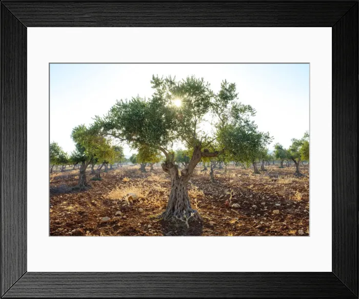 Framed Print : Palestine, West Bank, Ramallah and al-Bireh, Taybeh village Framed Print : Palestine, West Bank, Ramallah and al-Bireh, Taybeh village